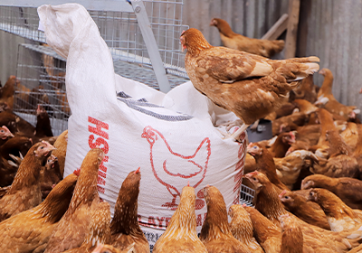 Greenfield Millers | Animal Feeds in Kenya